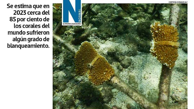 Corales veracruzanos SITIO4.